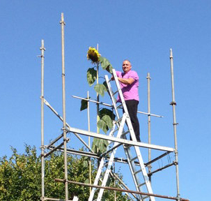 Giant Gardening - Hans-Peter Schiffer Sunflower Tall