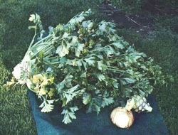 Giant Gardening - John Evans Cauliflower