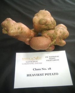 Giant Gardening - Peter Glazebrook Potato 2010