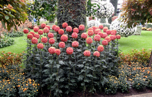 Giant Gardening - Chrysanthemum