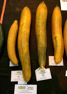 Giant Gardening - english cucumber