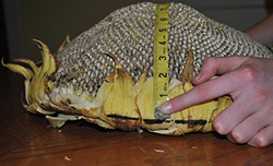 Measuring Sunflower heads