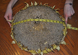 Measuring Sunflower heads