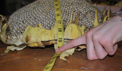 Measuring Sunflower heads