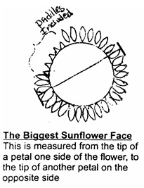 Measuring Sunflower heads