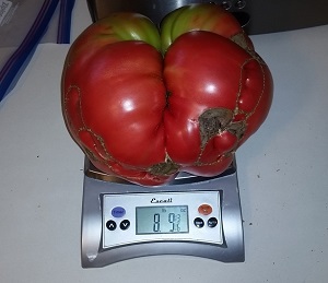 Giant Gardening - Big Tomato