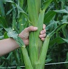 Giant Corn Seeds