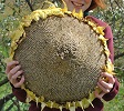 Wide Head Sunflower Seeds