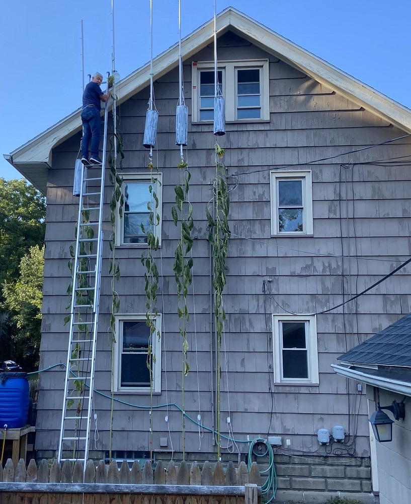 2024 Sunflower Growing stage